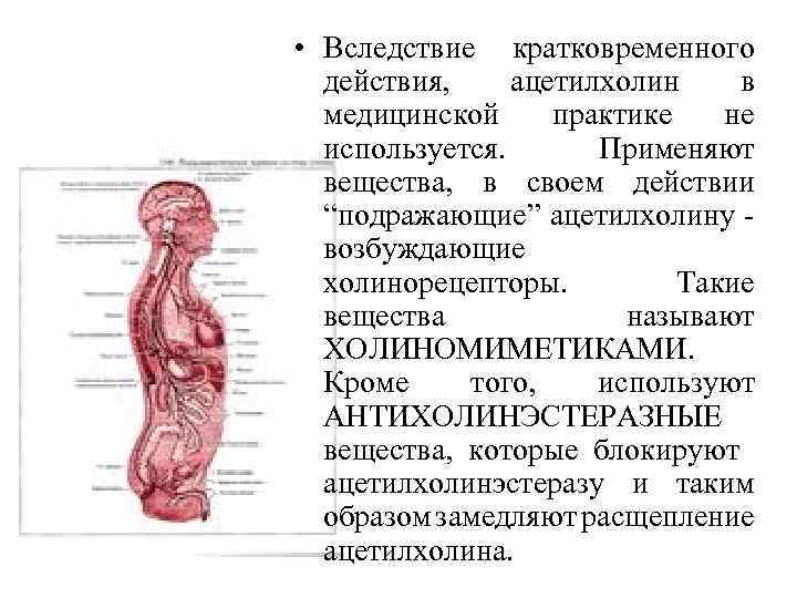 Холинергические средства фармакология презентация