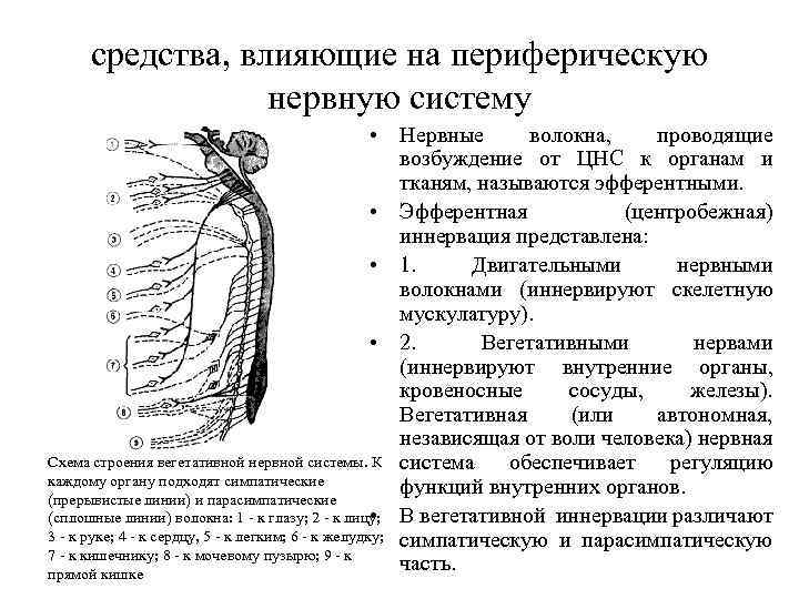 Укажите двигательные нервы. Периферическая нервная система фармакология. Классификация ПНС фармакология. Средства влияющие на периферическую нервную систему. Лекарственные средства действующие на эфферентную нервную систему.