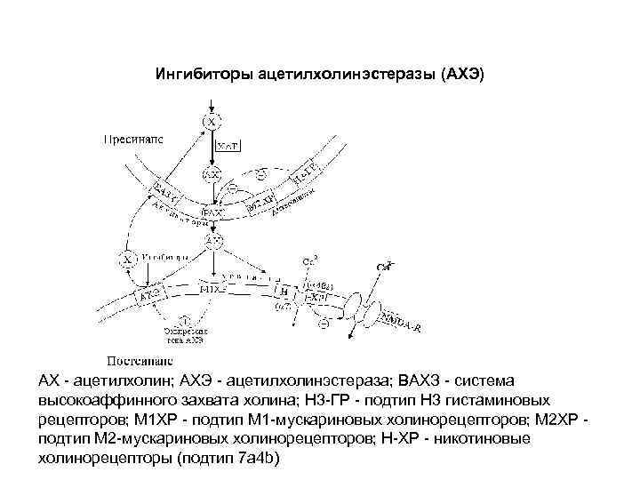 Ингибиторы ацетилхолинэстеразы (АХЭ) АХ - ацетилхолин; АХЭ - ацетилхолинэстераза; ВАХЗ - система высокоаффинного захвата