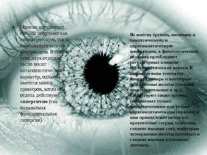  • Многие внутренние органы получают как симпатическую, так и парасимпатическую иннервацию. Влияние этих