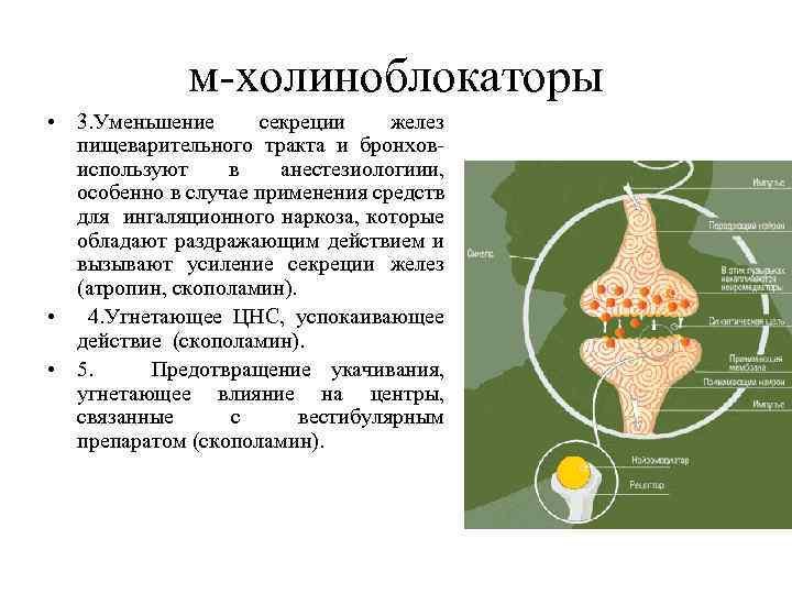 Презентация холинергические средства