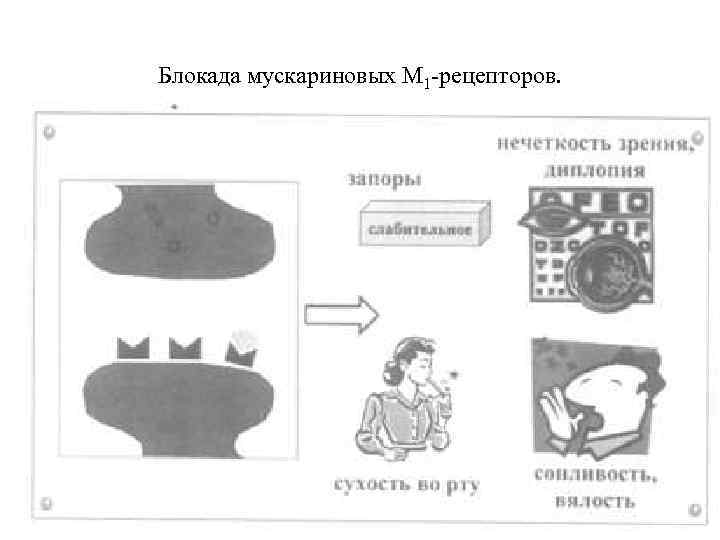 Блокада мускариновых М 1 рецепторов. 