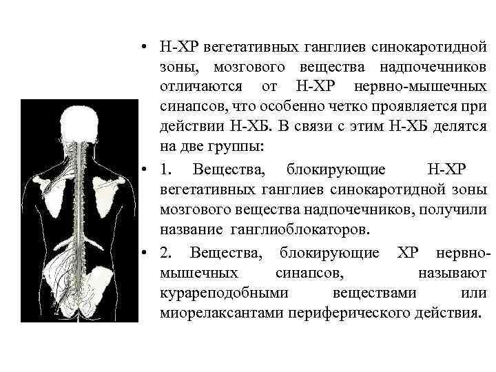  • Н ХР вегетативных ганглиев синокаротидной зоны, мозгового вещества надпочечников отличаются от Н
