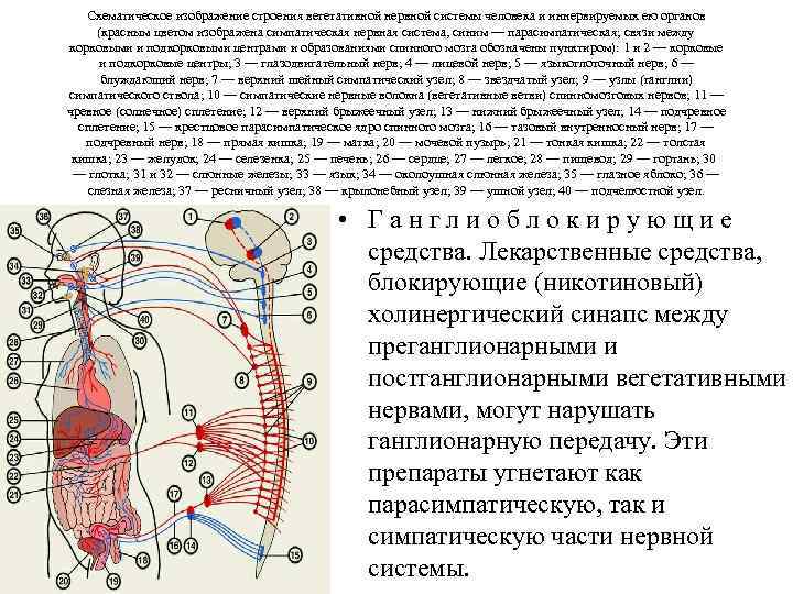 Схематическое изображение строения вегетативной нервной системы человека и иннервируемых ею органов (красным цветом изображена