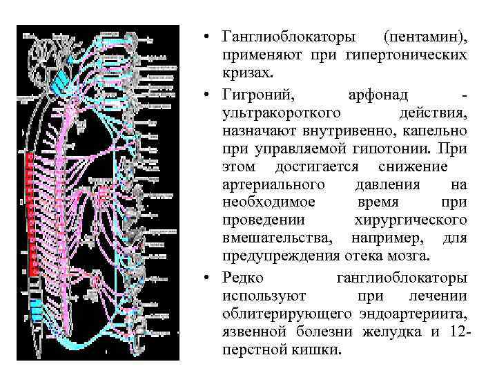  • Ганглиоблокаторы (пентамин), применяют при гипертонических кризах. • Гигроний, арфонад ультракороткого действия, назначают