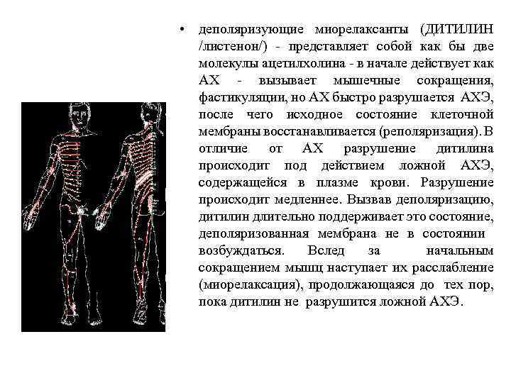  • деполяризующие миорелаксанты (ДИТИЛИН /листенон/) представляет собой как бы две молекулы ацетилхолина в