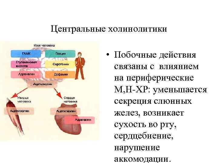 Н а м с влияние. Механизм действия н холинолитиков. Центральные холинолитики механизм действия. Холинолитические препараты периферического действия. Механизм действия м холинолитиков.