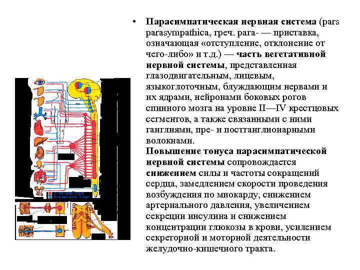  • Парасимпатическая нервная система (pars parasympathica, греч. рага — приставка, означающая «отступление, отклонение