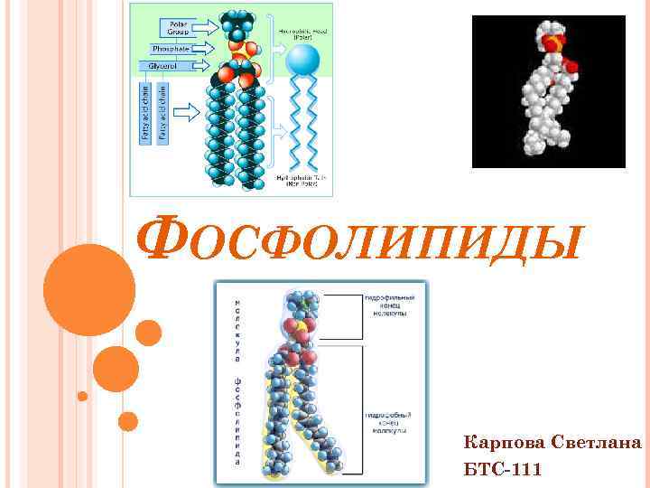 ФОСФОЛИПИДЫ Карпова Светлана БТС-111 