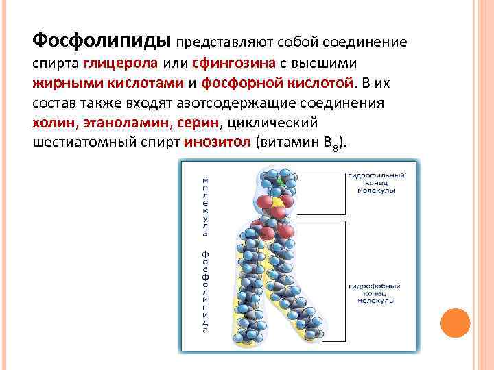 Чем отличаются фосфолипиды от остальных групп