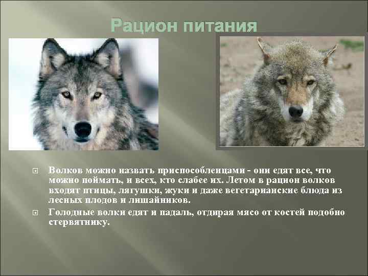 Рацион питания Волков можно назвать приспособленцами - они едят все, что можно поймать, и