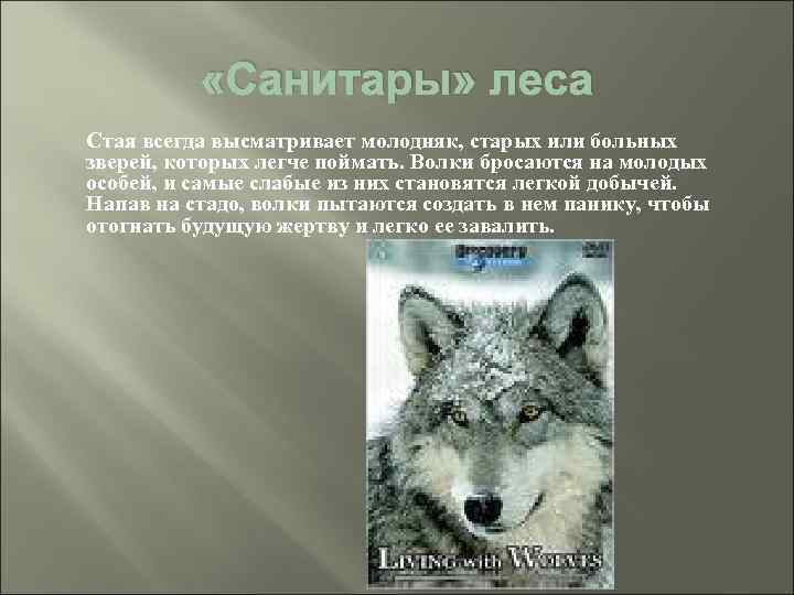  «Санитары» леса Стая всегда высматривает молодняк, старых или больных зверей, которых легче поймать.
