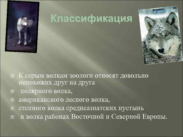 Классификация К серым волкам зоологи относят довольно непохожих друг на друга полярного волка, американского