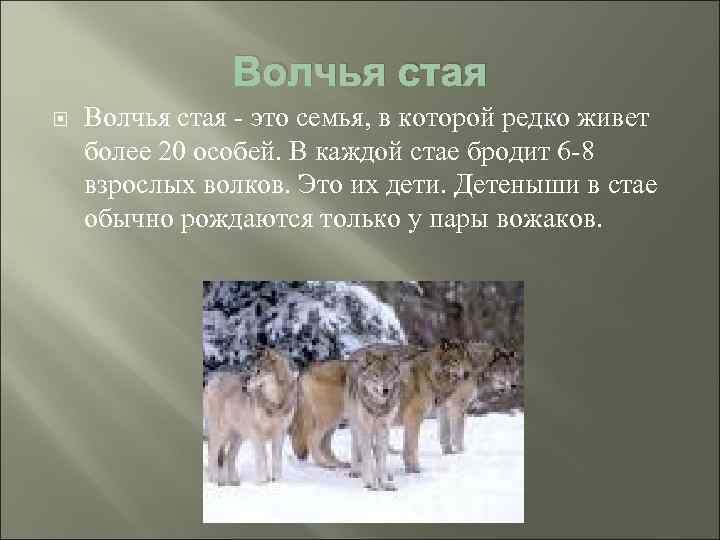 Волчья стая - это семья, в которой редко живет более 20 особей. В каждой