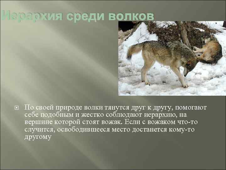 Иерархия среди волков По своей природе волки тянутся друг к другу, помогают себе подобным