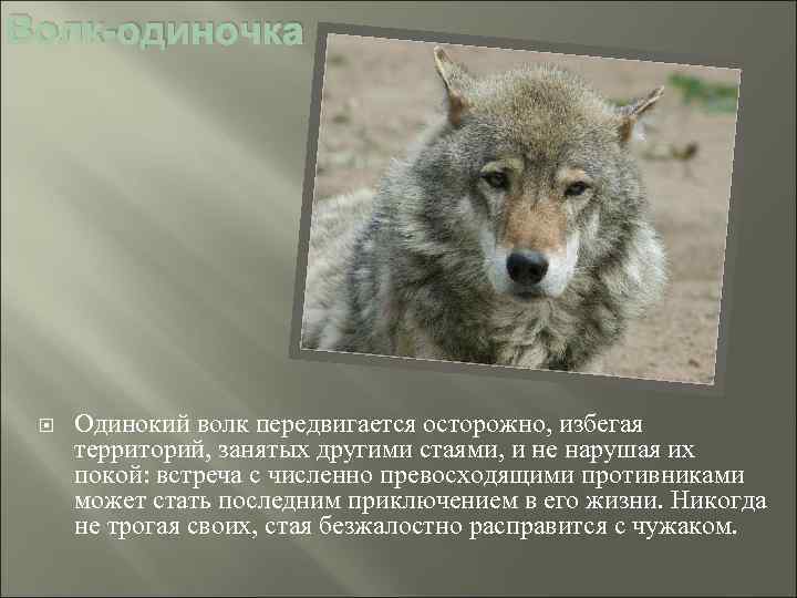 Волк-одиночка Одинокий волк передвигается осторожно, избегая территорий, занятых другими стаями, и не нарушая их