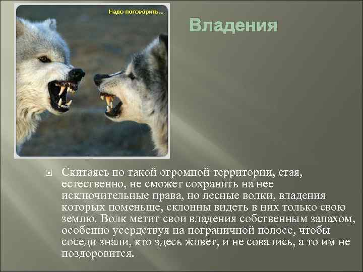 Владения Скитаясь по такой огромной территории, стая, естественно, не сможет сохранить на нее исключительные
