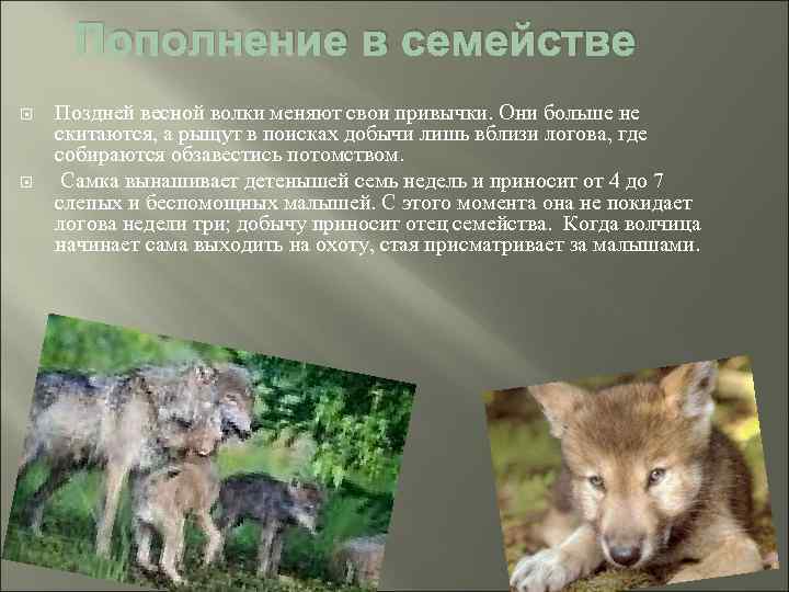 Пополнение в семействе Поздней весной волки меняют свои привычки. Они больше не скитаются, а