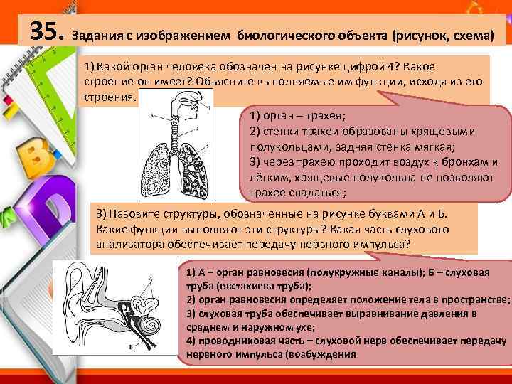 35. Задания с изображением биологического объекта (рисунок, схема) 1) Какой орган человека обозначен на