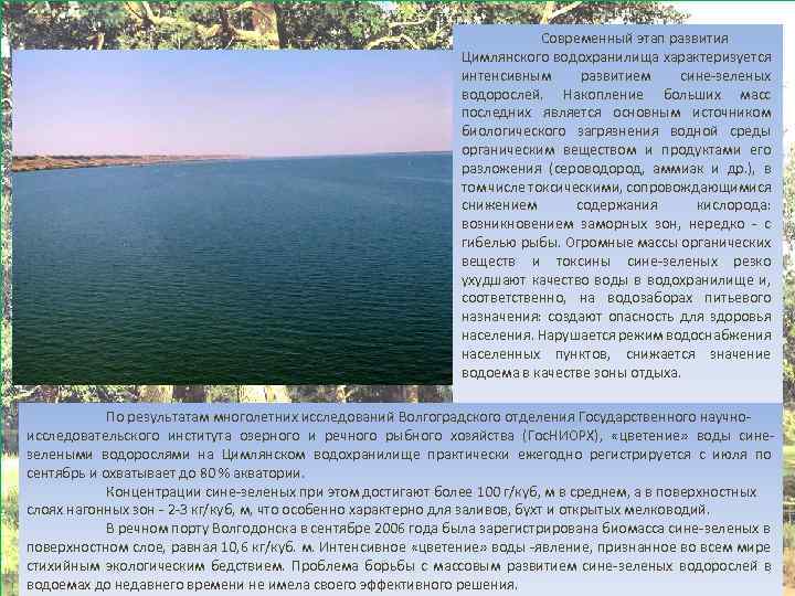 Современный этап развития Цимлянского водохранилища характеризуется интенсивным развитием сине-зеленых водорослей. Накопление больших масс последних