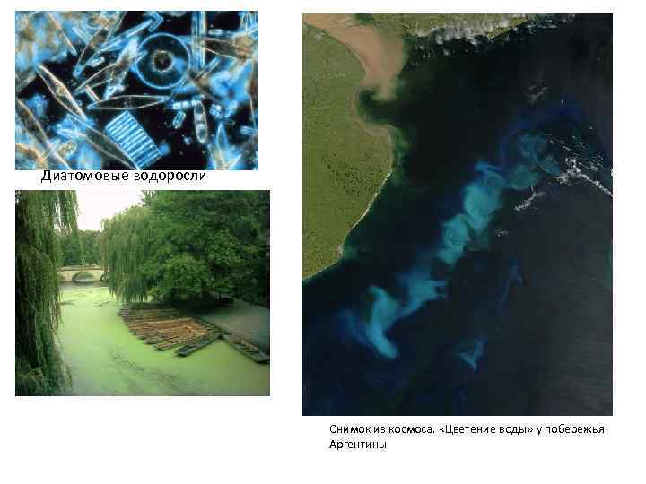Диатомовые водоросли Снимок из космоса. «Цветение воды» у побережья Аргентины 