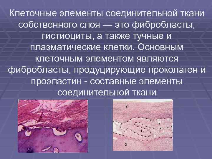 Клеточные элементы соединительной ткани собственного слоя — это фибробласты, гистиоциты, а также тучные и