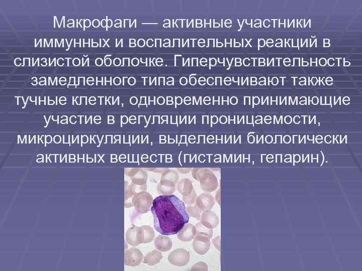 Макрофаги — активные участники иммунных и воспалительных реакций в слизистой оболочке. Гиперчувствительность замедленного типа