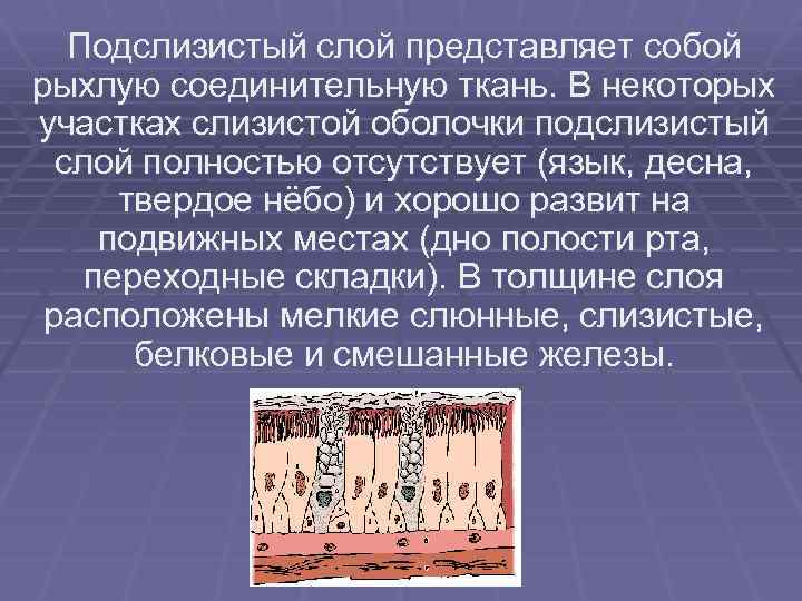 Подслизистый слой представляет собой рыхлую соединительную ткань. В некоторых участках слизистой оболочки подслизистый слой