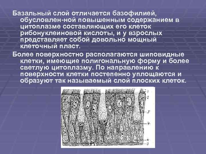 Базальный слой отличается базофилией, обусловлен ной повышенным содержанием в цитоплазме составляющих его клеток рибонуклеиновой