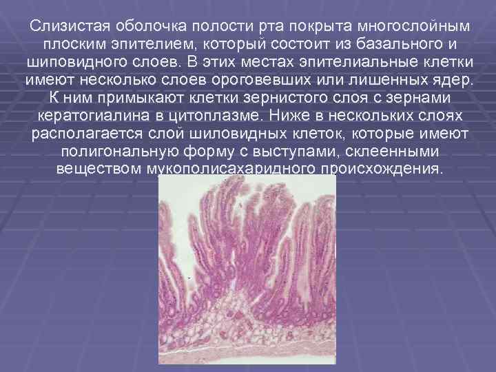 Слизистая оболочка полости рта покрыта многослойным плоским эпителием, который состоит из базального и шиповидного