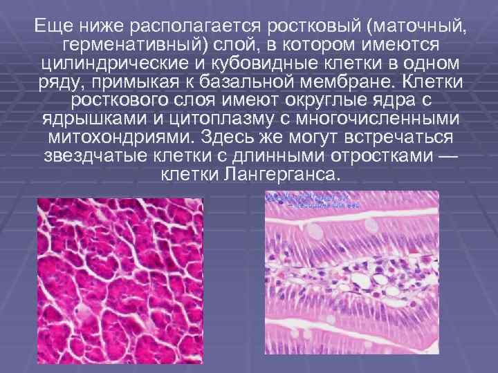 Еще ниже располагается ростковый (маточный, герменативный) слой, в котором имеются цилиндрические и кубовидные клетки