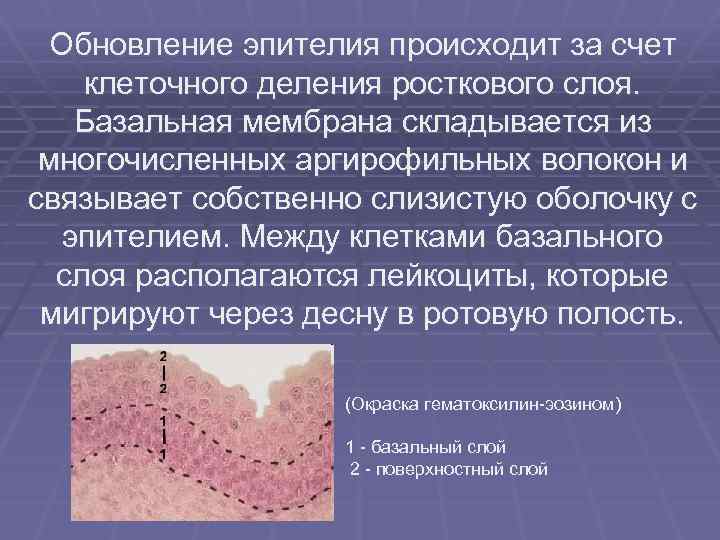 Обновление эпителия происходит за счет клеточного деления росткового слоя. Базальная мембрана складывается из многочисленных