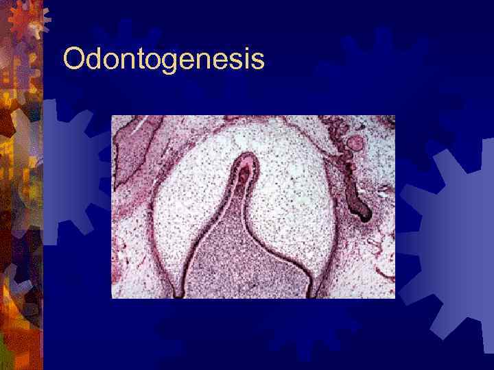 Odontogenesis 