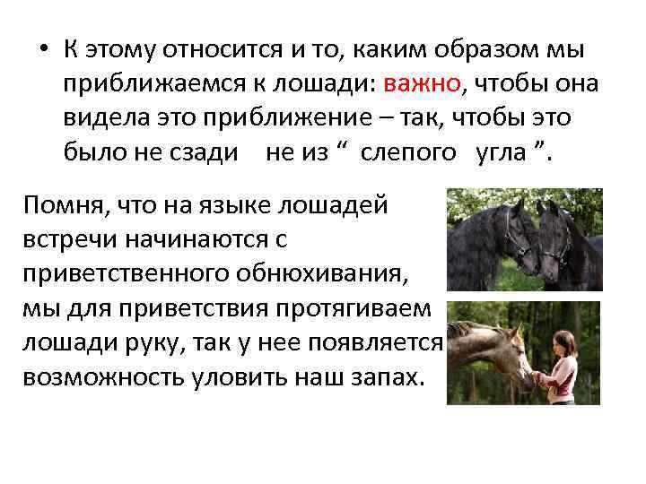  • К этому относится и то, каким образом мы приближаемся к лошади: важно,