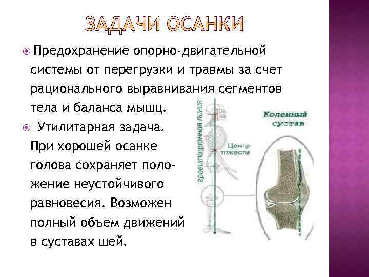  Предохранение опорно-двигательной системы от перегрузки и травмы за счет рационального выравнивания сегментов тела