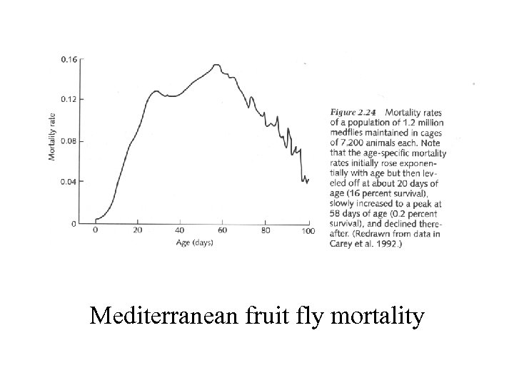 Mediterranean fruit fly mortality 