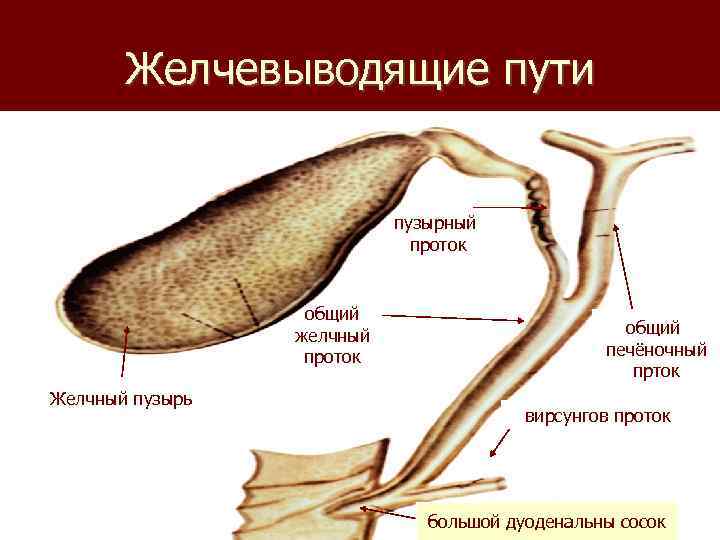 Общий желчный проток