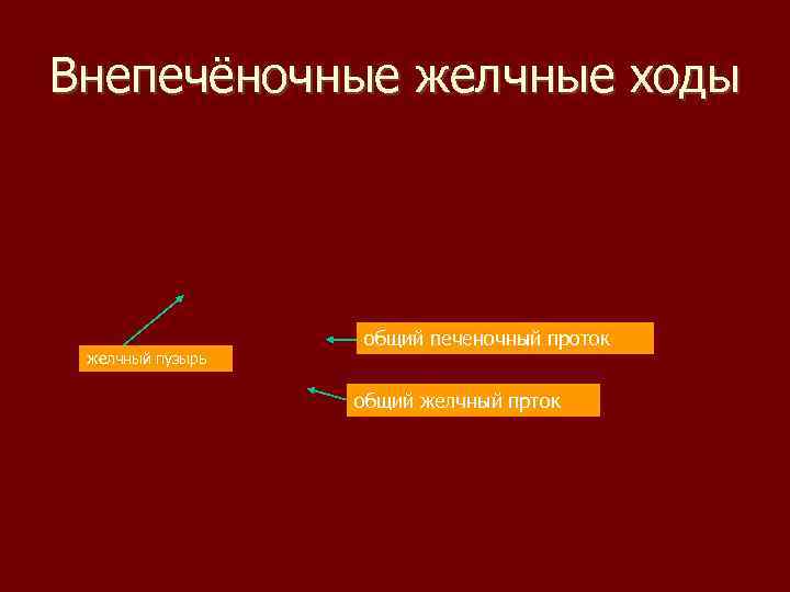 Внепечёночные желчные ходы желчный пузырь общий печеночный проток общий желчный прток 