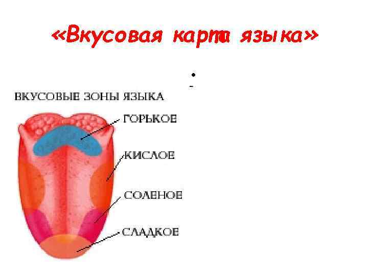  «Вкусовая карта языка» • 