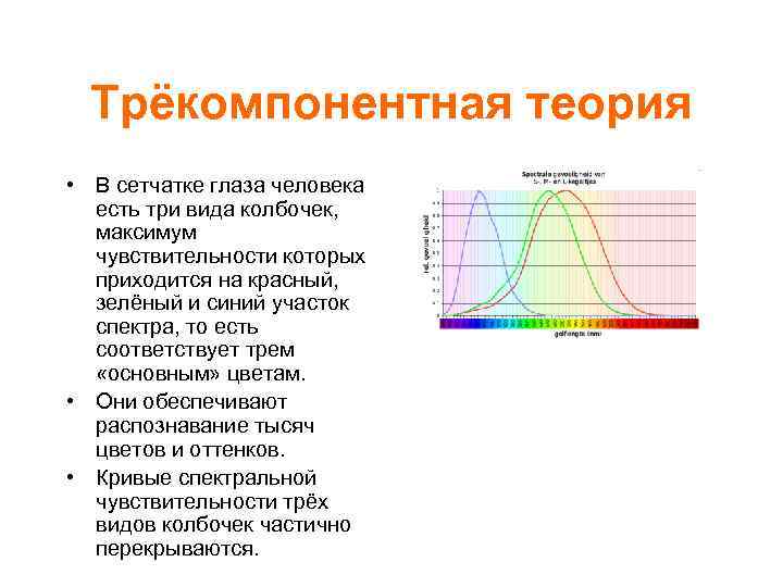 Трёкомпонентная теория • В сетчатке глаза человека есть три вида колбочек, максимум чувствительности которых