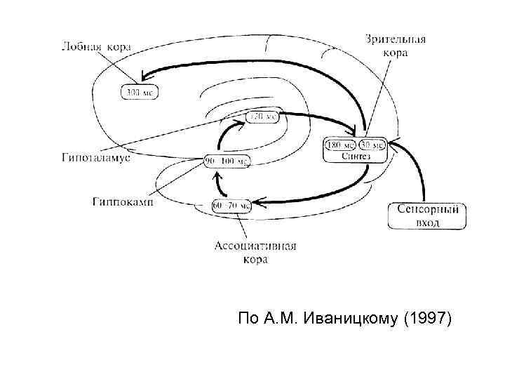 По А. М. Иваницкому (1997) 