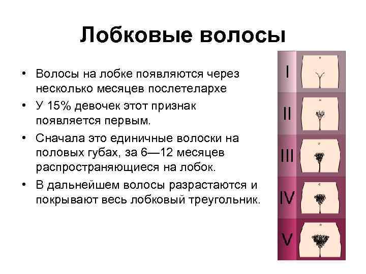 Лобковые волосы • Волосы на лобке появляются через несколько месяцев послетелархе • У 15%