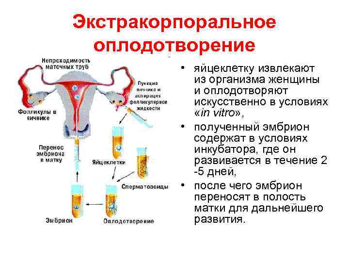 Оплодотворение женщины мужчиной фото