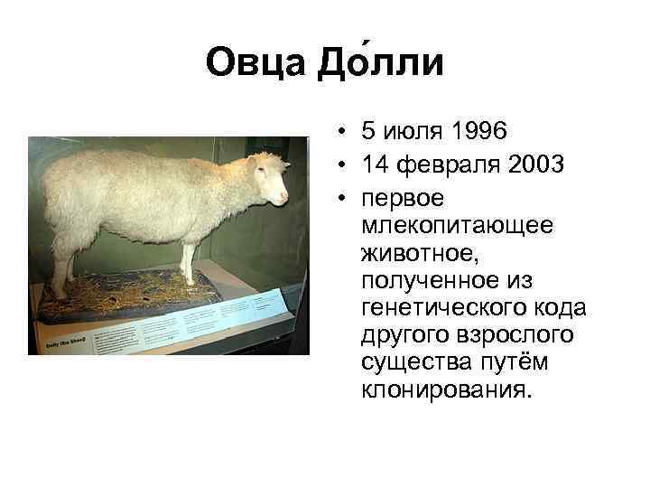 Овца До лли • 5 июля 1996 • 14 февраля 2003 • первое млекопитающее