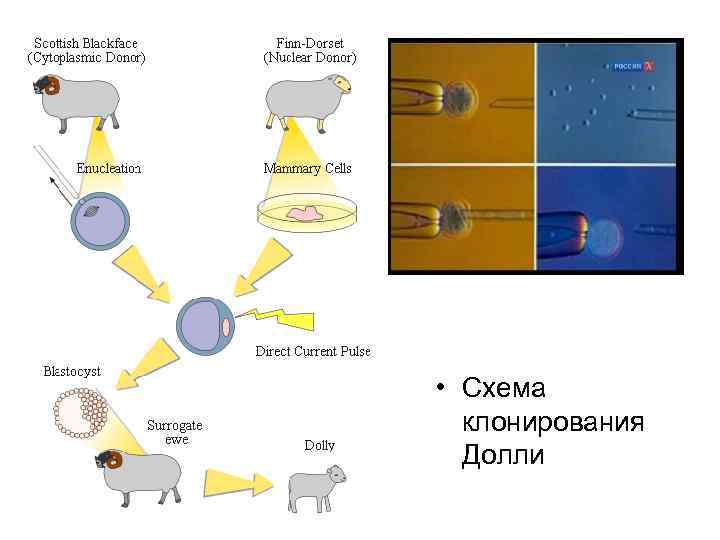  • Схема клонирования Долли 