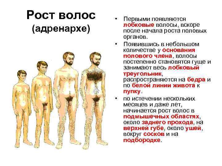 Рост волос (адренархе) • Первыми появляются лобковые волосы, вскоре после начала роста половых органов.