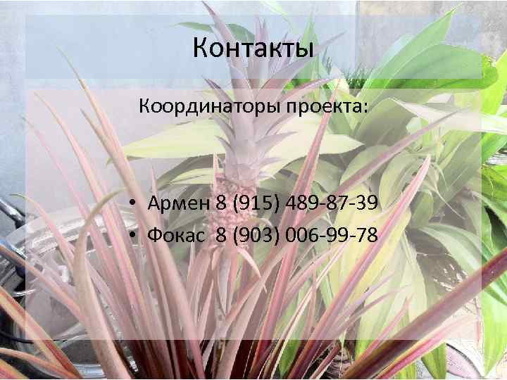 Контакты Координаторы проекта: • Армен 8 (915) 489 -87 -39 • Фокас 8 (903)