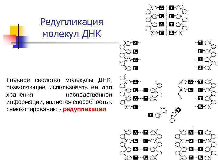 Редупликация это. Редупликация ДНК лежит в основе. Лексическая редупликация. Редупликация примеры. Лексическая редупликация репликация.