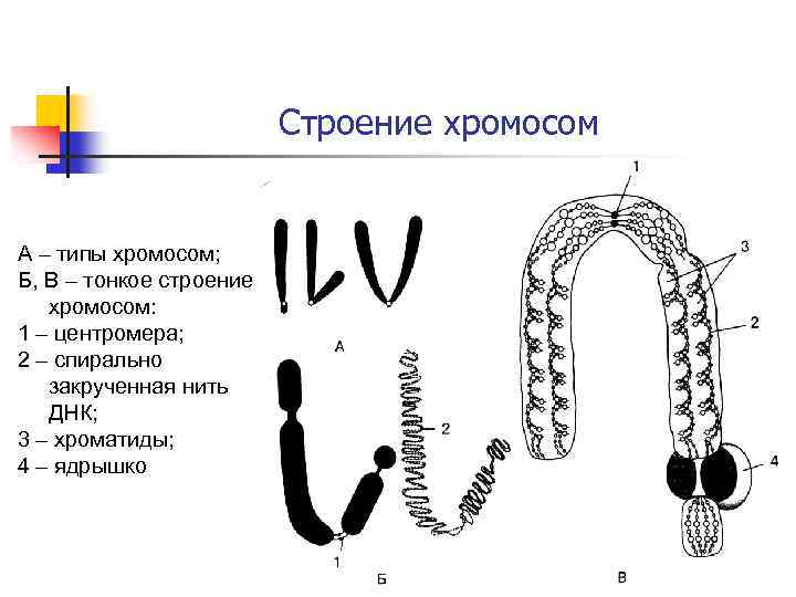 Строение хромосом рисунок