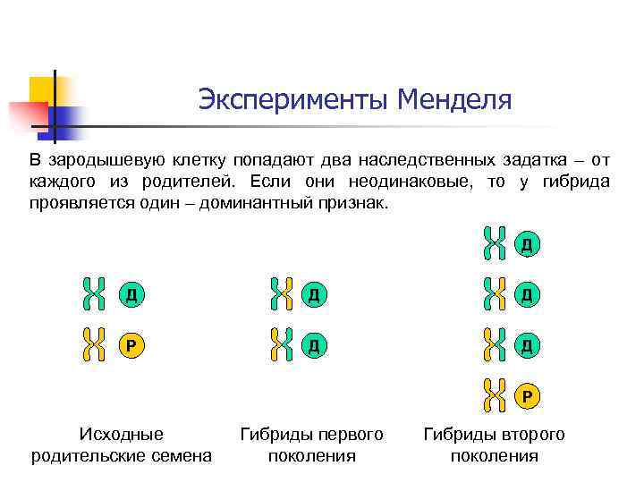 Эксперименты Менделя В зародышевую клетку попадают два наследственных задатка – от каждого из родителей.